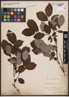 Foto von Salix caprea L.